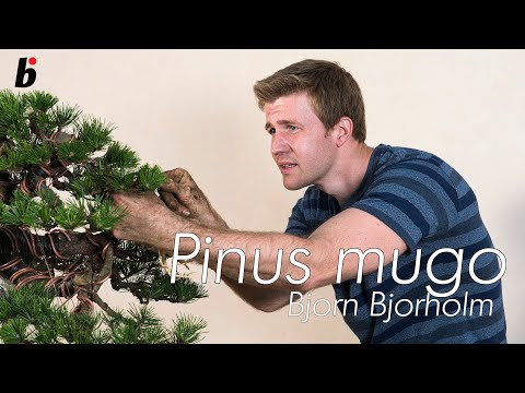 Boring bonsai bjorn explains design after tilting the pine