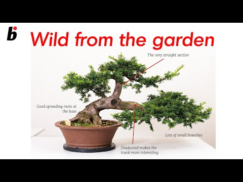Wild from the garden