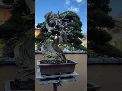 Shunkaen #bonsai #museum in central #tokyo #japanesemaple #japan  #bonsaitree