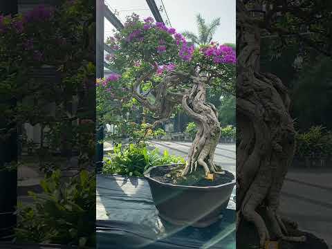 WBFF and PPBI Bonsai show #bonsai #indonesia #surabaya