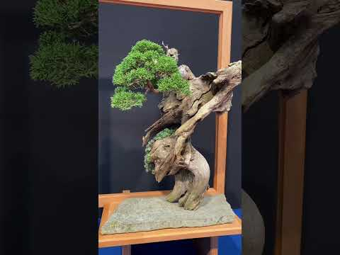 Trophy 2024 #bonsai  #tree