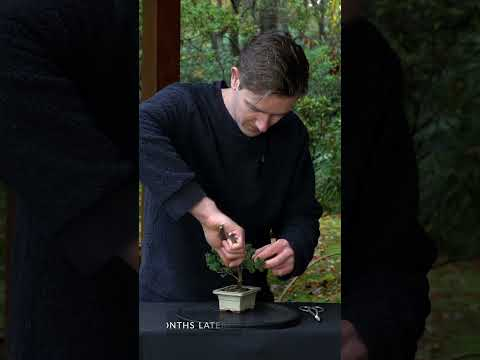 Making a MINI bonsai tree (Picea/Spruce) #bonsai #diy #garden  #japan