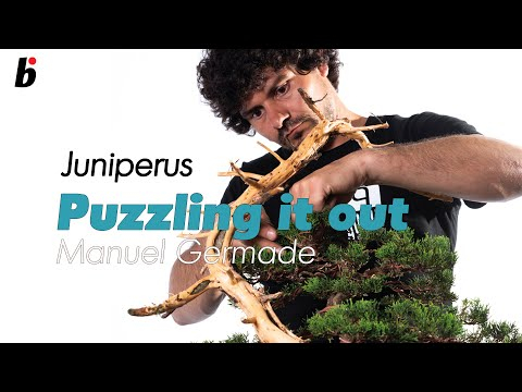 Puzzling it out, Manuel Germade works on a juniper. part 02