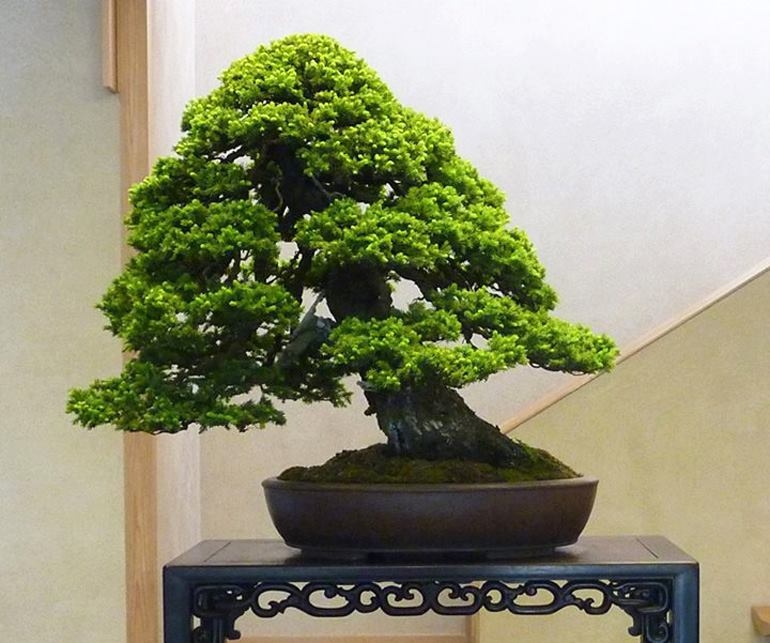 Another Mid Winter Tease | Bonsai Bark