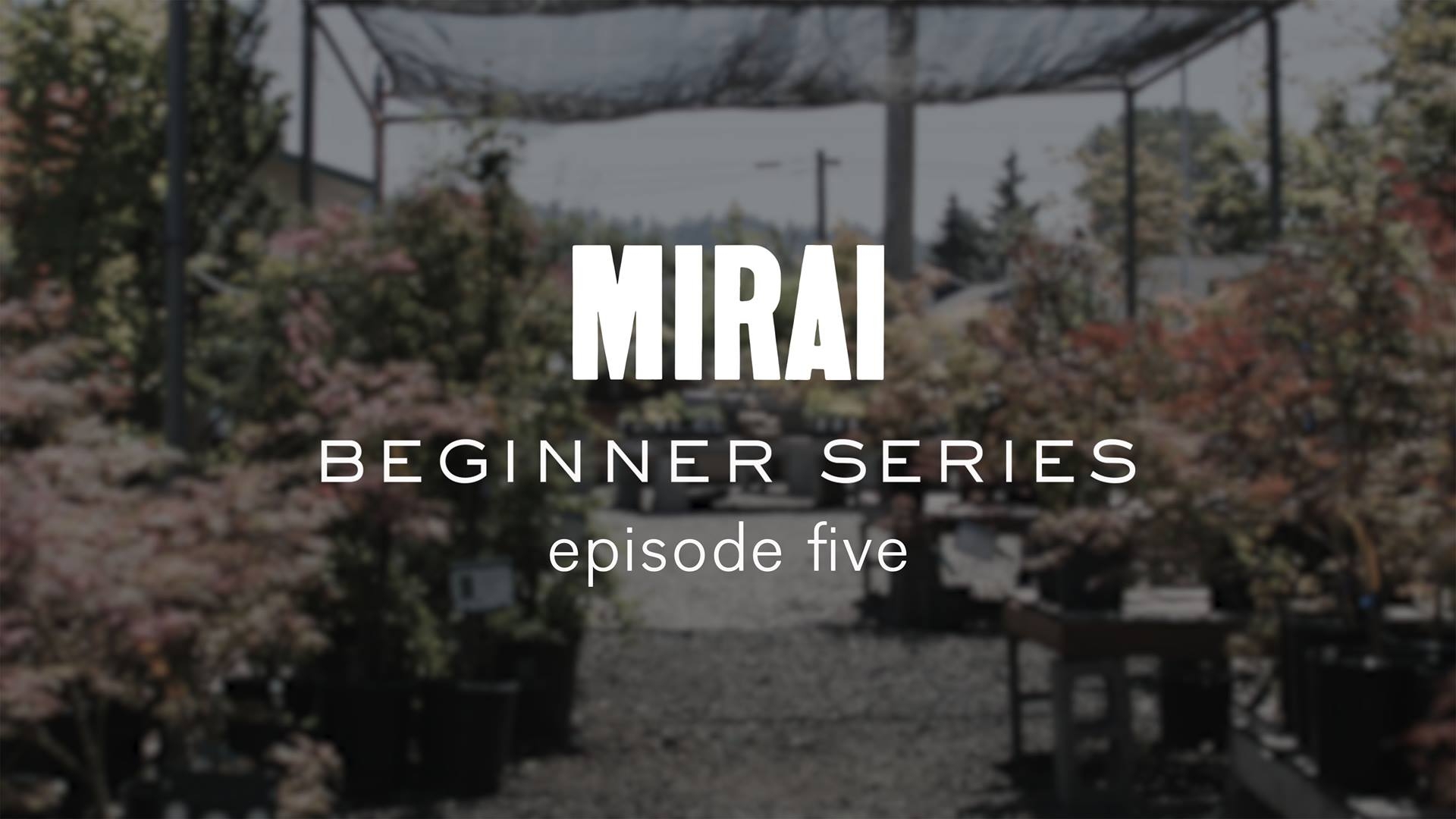 In this episode of our series for beginning bonsai