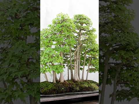 Bonsai, a living art #bonsai #washingtondc #art  #garden