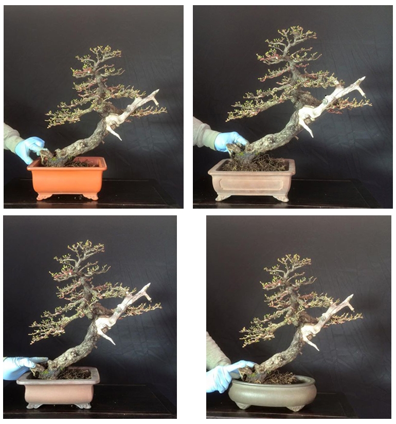 Boon’s American Larch – Which Pot Do You Prefer? | Bonsai Bark