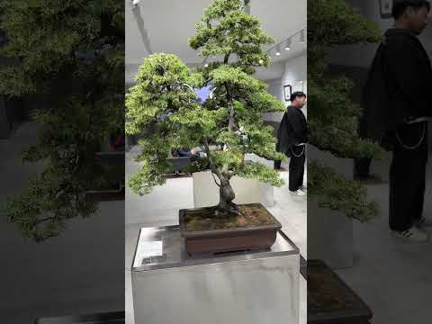 Tradman's Bonsai #store #bonsai #tradman #japan #tokyo #marunouchi #bonsaitree