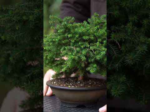From bush to Bonsai - 3 year timelapse! #bonsai #timelapse #japan  #bonsaitree #gardening #garden