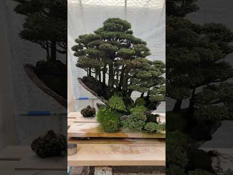 Bonsai legend Masahiko Kimura #bonsai #legend #japanese #kimura #japan #bonsaitree