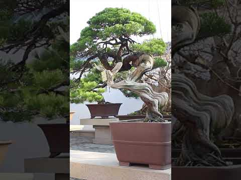 Penjing #chinese #art #bonsai #trees #garden #china
