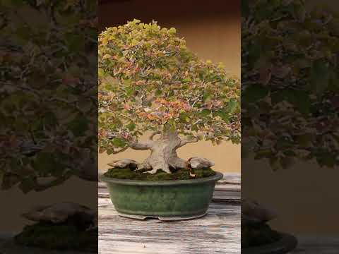 Bonsai beauty #trees #miniature #deciduous #fall  #bonsaistyling #bonsaitreesforbeginners