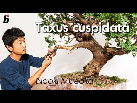 Taxus cuspidata part 1