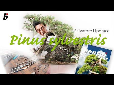 DOUBLE FACE Pinus sylvestris Salvatore Liporace