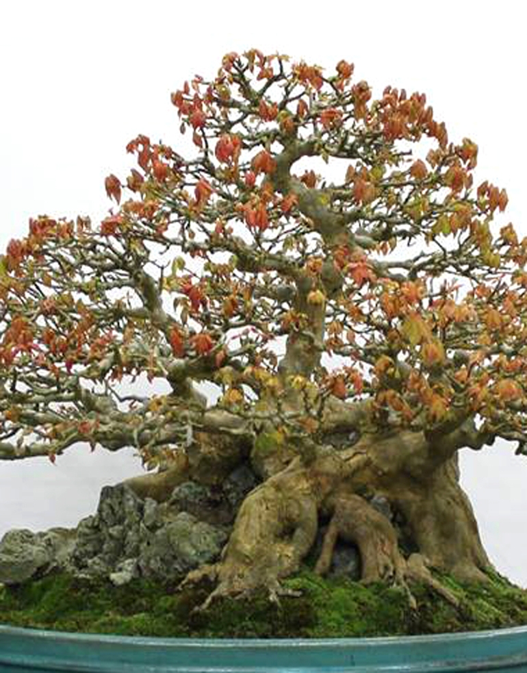 Bonsai Close Up | Bonsai Bark