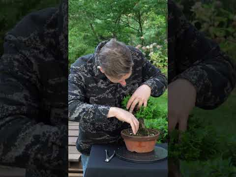 Hinoki cypress Bonsai - a 3 year transformation! #bonsai #cypress  #bonsaitree #japan #livingart