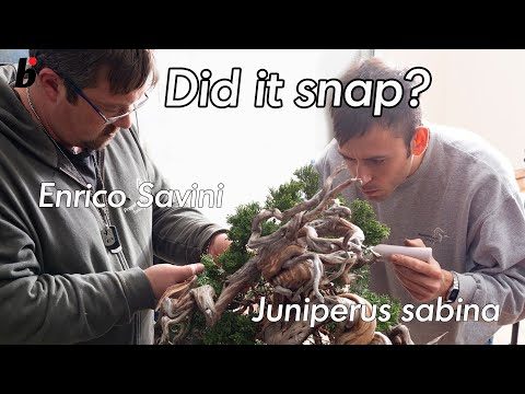 Did it snap? Bending the branches