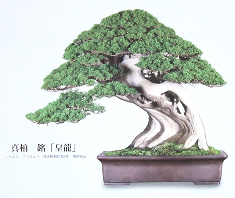 2019 Bonsai Calendar Special | Bonsai Bark