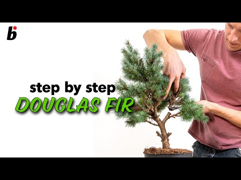 Douglas fir: Wiring the branches