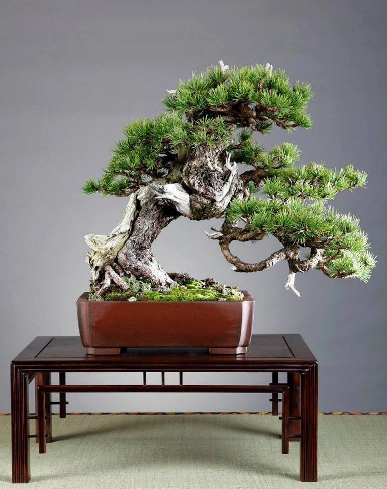 Perfectly Rugged & Bonsai Book Sale Ends Tonight | Bonsai Bark