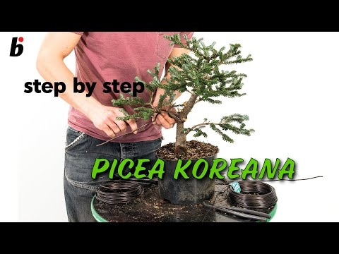 PICEA KOREANA: Removing branches