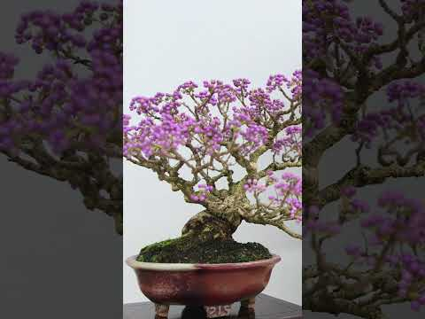 Flowering Bonsai #bonsaitreesforbeginners #garden #flowers