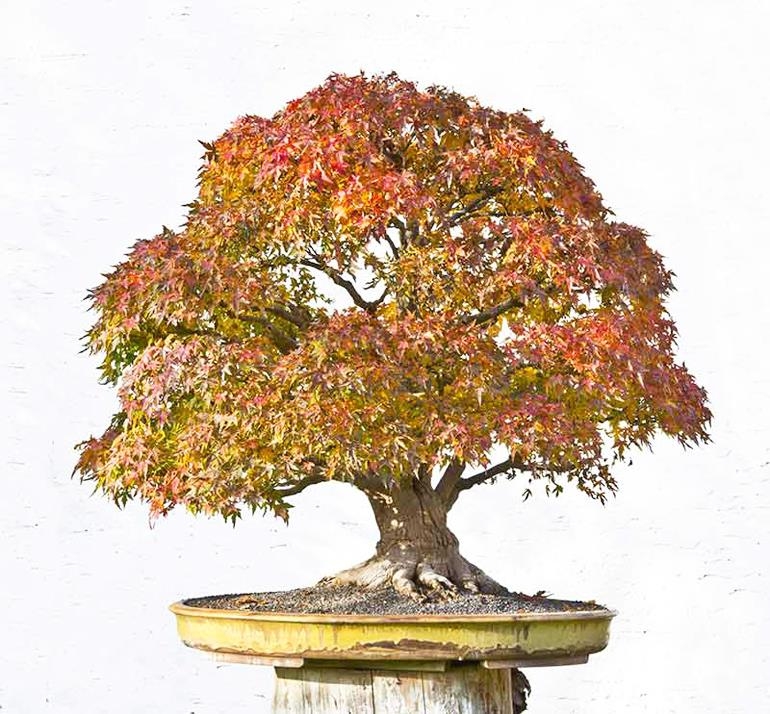Defying Bonsai Convention & Site Wide Sale Ends Tonight | Bonsai Bark