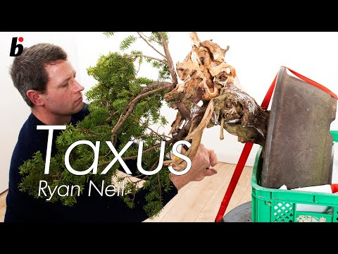On the edgeCreative genius, Ryan Neil, turns bonsai upside down part 5