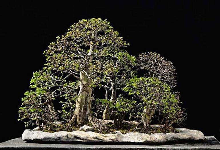 Forest Bonsai – Focal Point, Balance, Scale, Age & That Elusive Quality… | Bonsai Bark