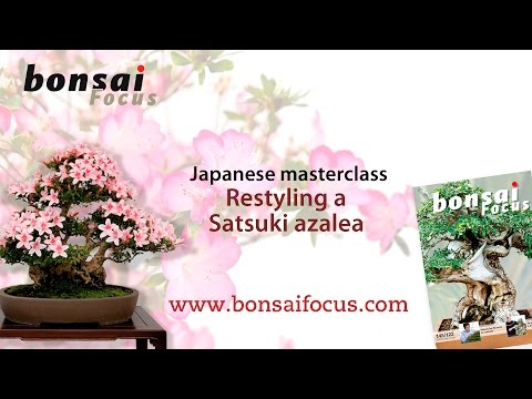 Satsuki Azalea Restyling