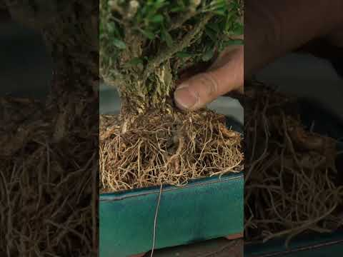 Making a Boxwood bonsai #buxus #bonsaitree #diy #gardening #bonsai #japan