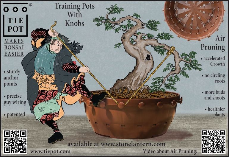 Larches ARE Coming to Rochester! Change of Plans | Bonsai Bark