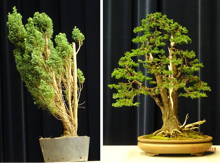 Before & After Bonsai – a ‘Grandiose’ Transformation | Bonsai Bark