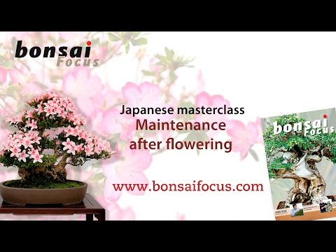 Satsuki Azalea: Maintenance after flowering