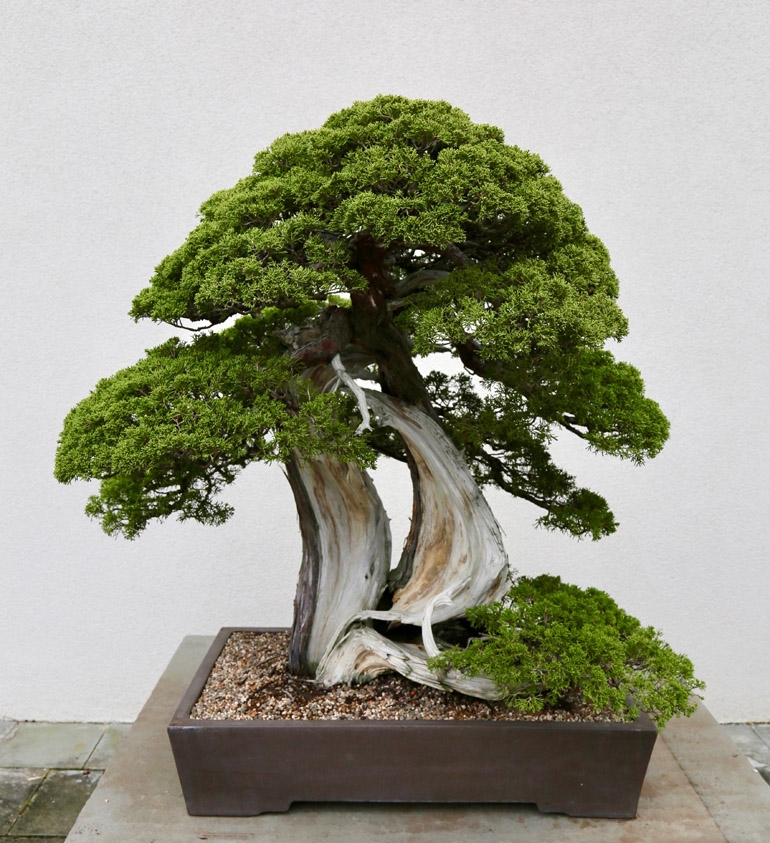 The Best of DC – Our National Bonsai Treasure | Bonsai Bark