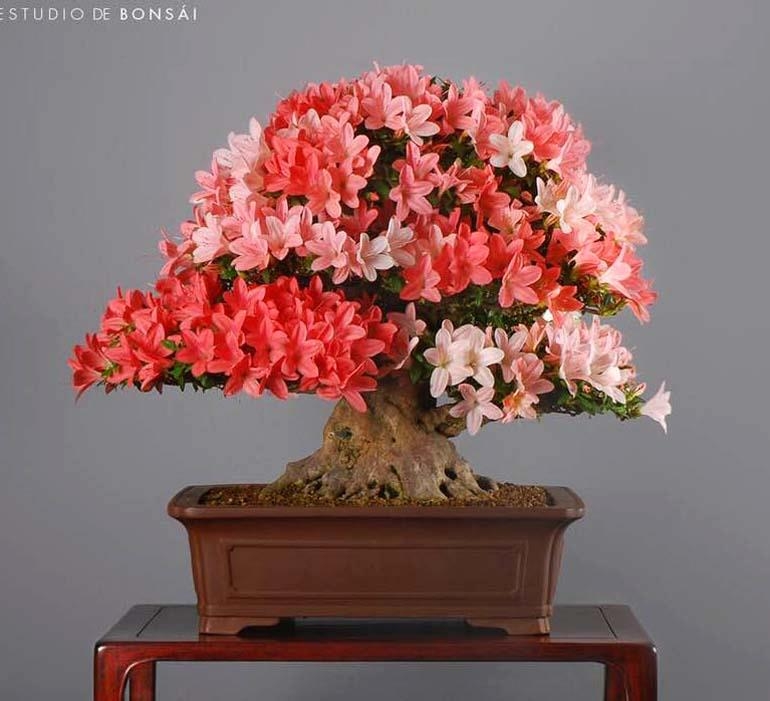 Flowers, a Tiny Lizard & Other Bonsai Wonders | Bonsai Bark