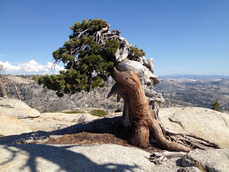 Nature’s Wild Bonsai | Bonsai Bark