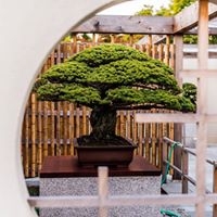 Yoga Amongst the Bonsai