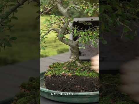 DIY - Make a Bonsai (Chinese elm) #bonsai #gardening #bonsaitree