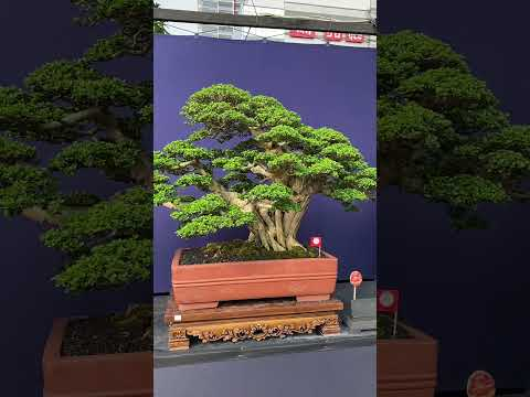 Bonsai on display #livingart #bonsai #bonsaitrees #bonsaitree #garden