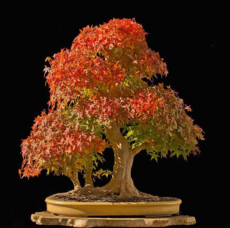Walter’s Big, Brilliant Japanese Maple Bonsai | Bonsai Bark