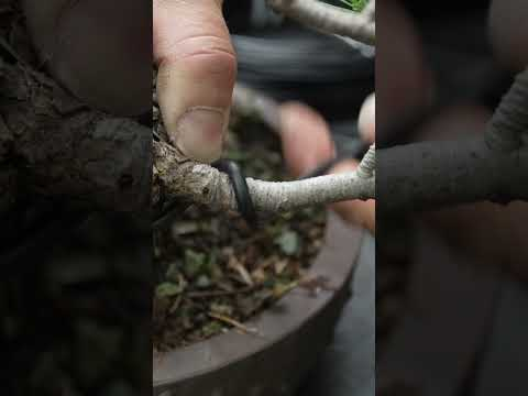 Improving a Pine Bonsai #pine #bonsai #tree  #bonsaiprojects #garden