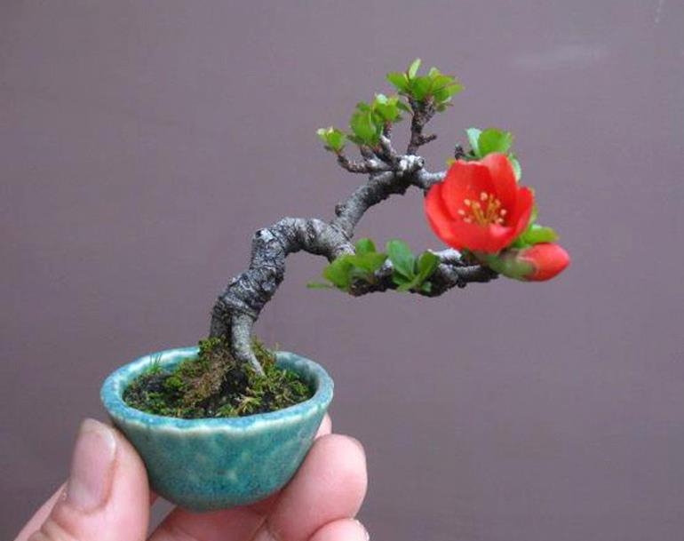 Haruyosi’s Flowers | Bonsai Bark