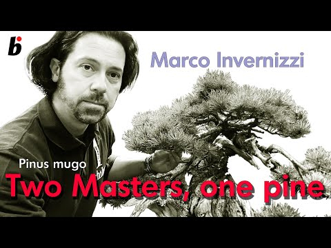 Two Masters, one pine, a little carving