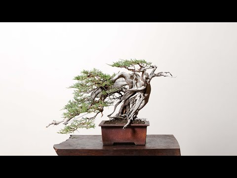 Bonsai Mirai Tree Sale Celebration