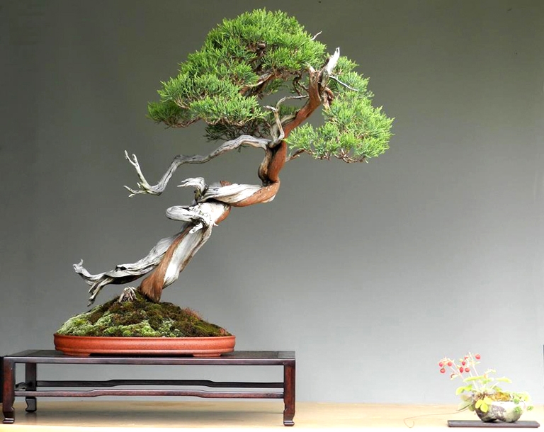A Happy Bonsai Accident | Bonsai Bark