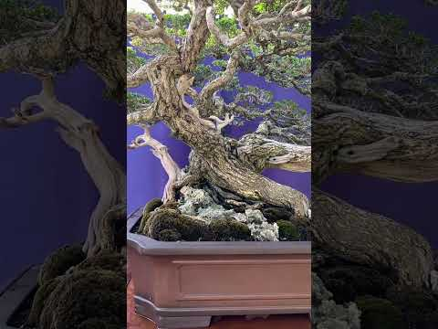 Indonesian Bonsai #bonsai #show #exhibition #art #garden