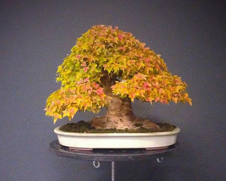Enjoy Your Bonsai with a Green T Turntable | Bonsai Bark