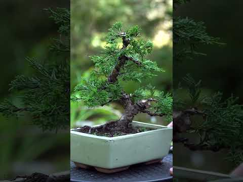 Making a Juniper Bonsai (2 year progression) #bonsai #juniper #japan #bonsaitree