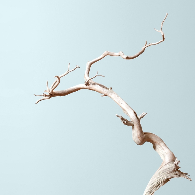 ‎Bonsai Mirai: Asymmetry: Stephanie Wascha on Apple Podcasts